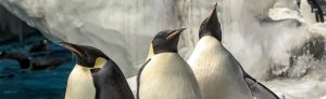 Penguins Up-Close Tour