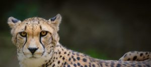 Early Morning Cheetah